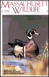 Massachusetts Wildlife